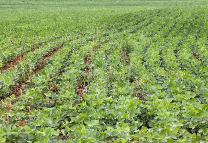 Termina Dia 10 De Janeiro Prazo Para Registro Da área Plantada Com Soja Em Mato Grosso Do Sul 5326